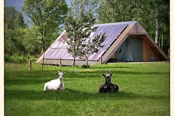 Häuser in Nina (Strohhäuser), schwarze und weiße Ziege, die den Tag auf dem Gras genießen