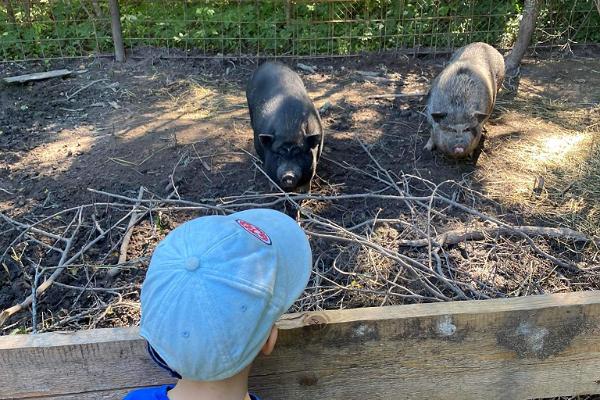 Tierpark Nugise Hobitalu - ein Junge lernt vietnamesische Hängebauch-Minischweine kennen