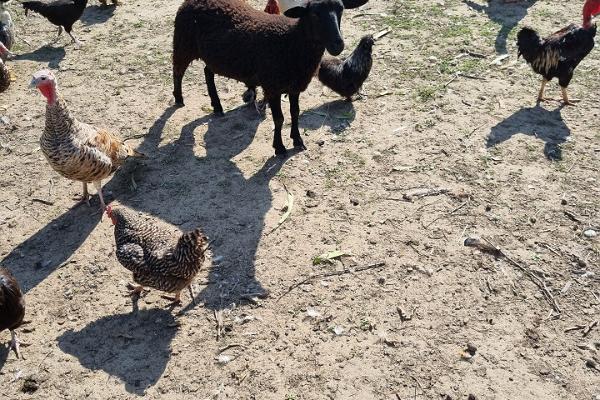 Tierpark Nugise Hobitalu - das Schaf Tillu mit den Vögeln des Hobby-Bauernhofs