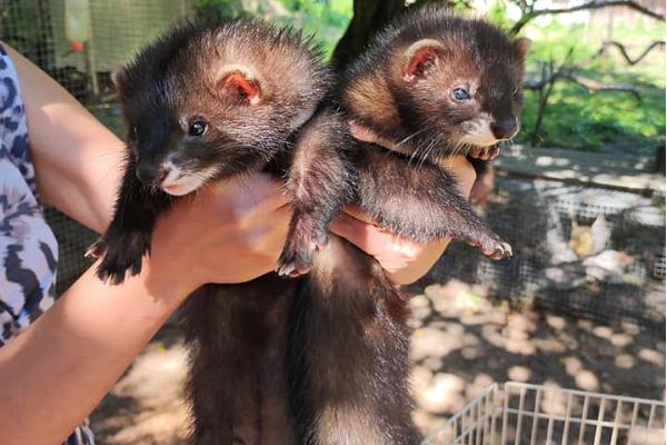 Nugise Hobby Farm's Animal Park - ferrets