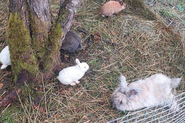Djuprarken på Nugise hobbygård - kaniner av olika slag: angora, hermeliner, rex, lejonhuvad, köttkaniner