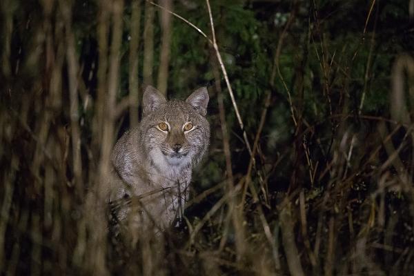 Lynx and Steller’s Eider - 7 Days in Lahemaa and Saaremaa