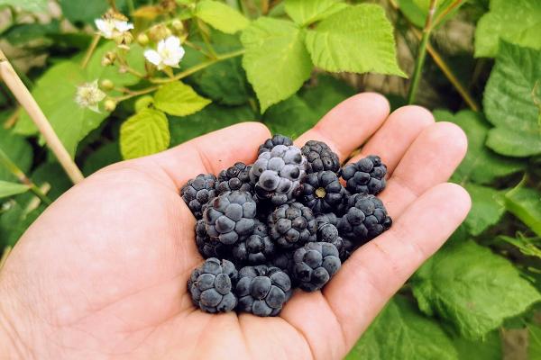 Seikle Vabaks dewberry picking trip on Sorgu island