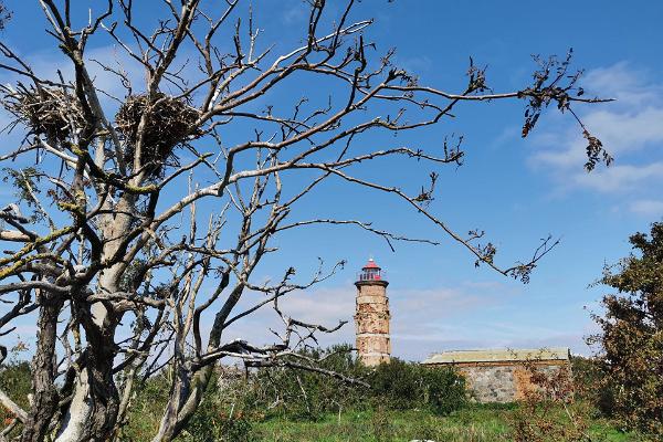 Kormorannester und Leuchtturm auf der Insel Sorgu