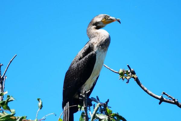 Cormorants on Sorgu island
