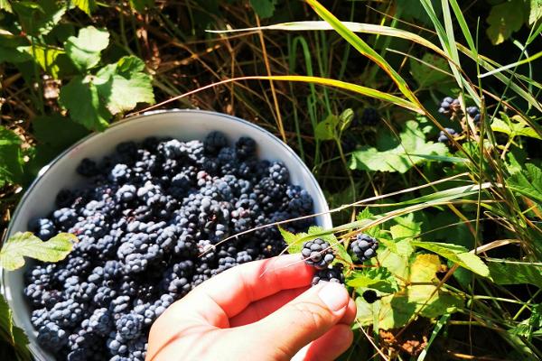 Picking dewberries on Sorgu island