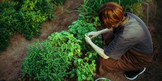 Estonia's MICHELIN Green Star recipients