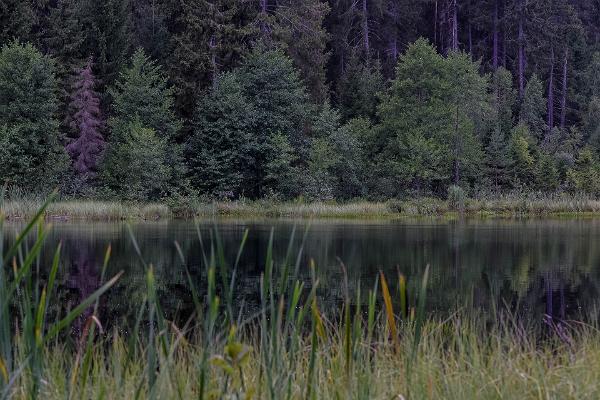 Peräjärve forest trail