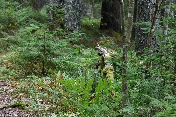 Waldpfad Peräjärve