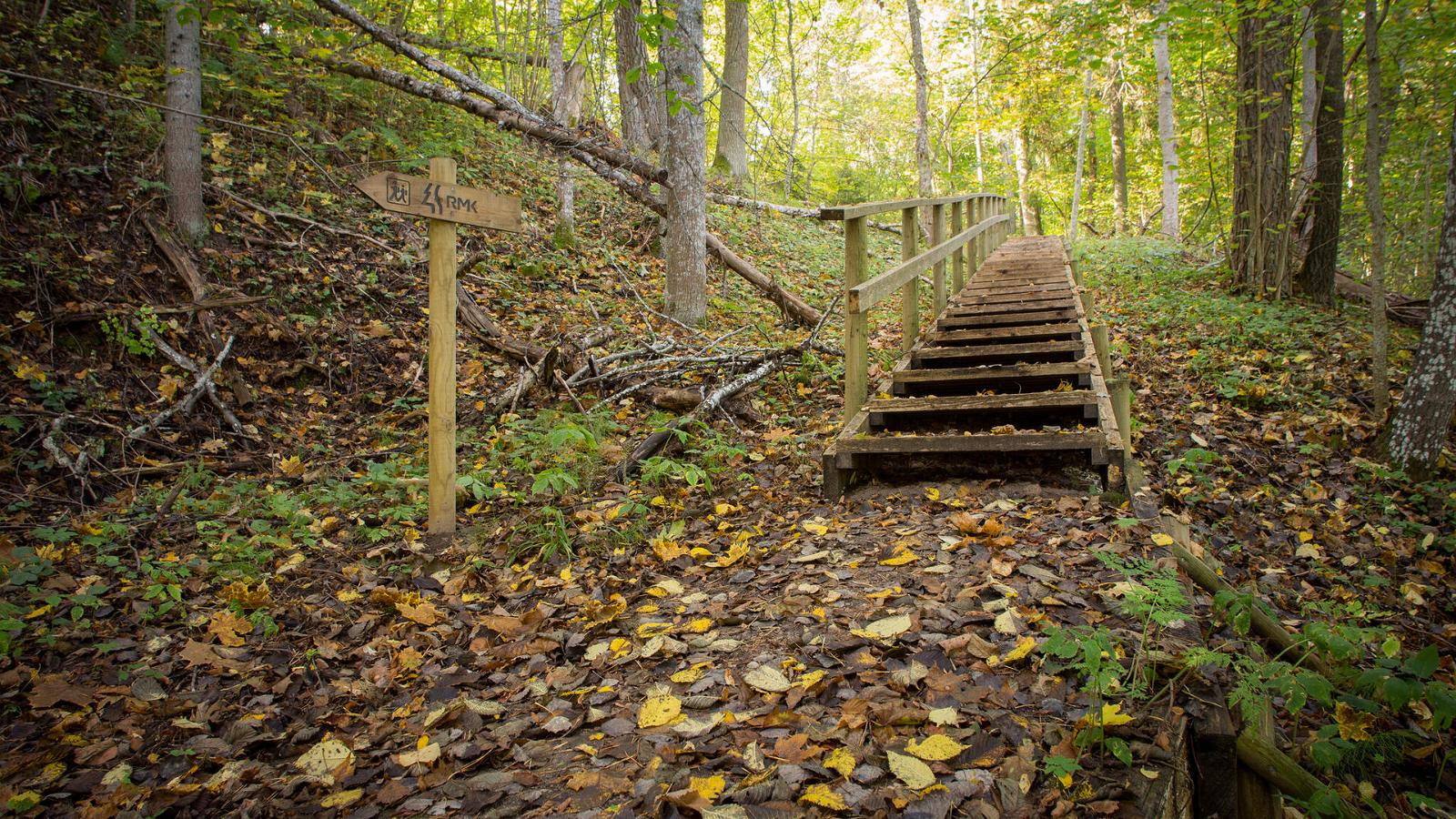 Sangaste forest park trail