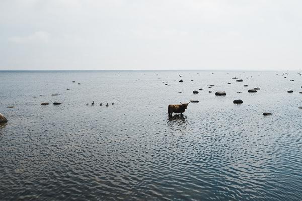 Sea kayaking trips in the Kihnu Strait