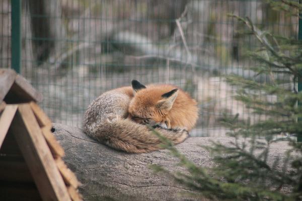 Der Tierpark von Elistvere