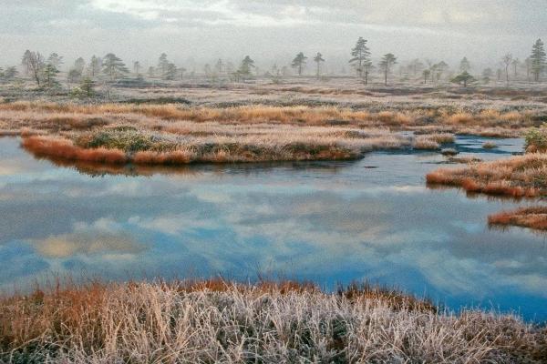 Viru bog study trail