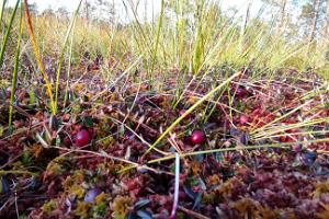 Snowshoe hike in Kõrvemaa and a hunt for cranberries