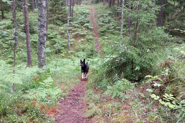 Hiking on the Viieristi study trail with a dog
