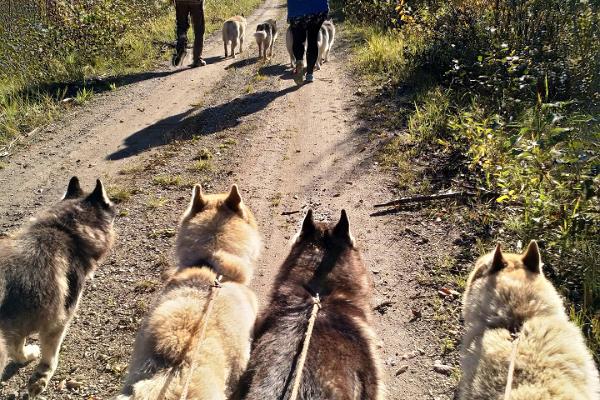 Ein Besuch im Husky-Park und eine Wanderung mit Sibirischen Huskys