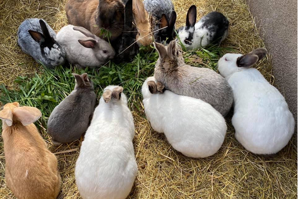 Kaasiku-maatilan eläintarha, kanit