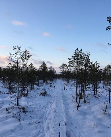Selli-Sillaotsa study trail in winter