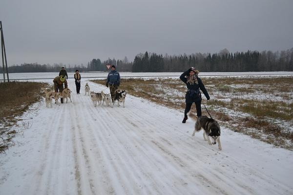 Ein Besuch im Husky-Park und eine Wanderung mit Sibirischen Huskys