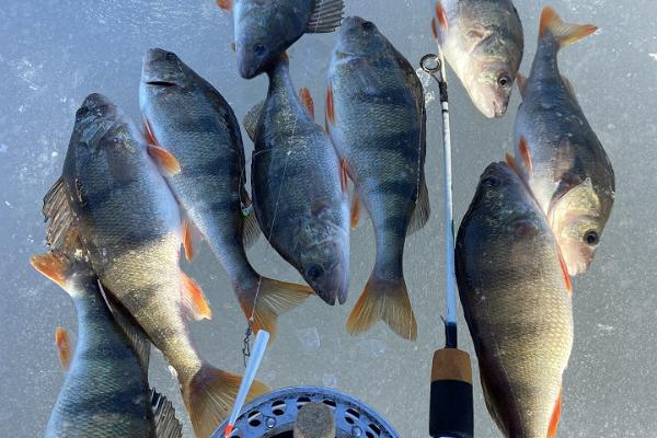 Eisfischen in Pärnu mit dem Fischtaxi