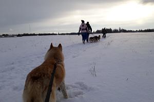 Besök av huskyparken och en fotvandring med Siberian Husky hundar