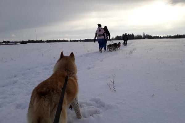 Tour to a Husky Park and a Cani-Cross Hike with Siberian Huskies 