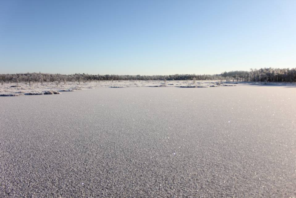 Kicksledge hike on the bog ponds and bog lake of Rubina swamp - pilt