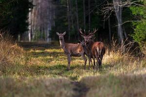 Сафари или наблюдение за природой и благородными оленями на собственном автомобиле в парке природы Тоосиканну 