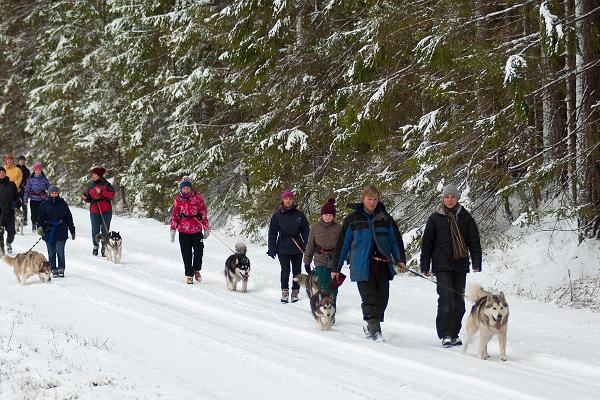 Wanderungen mit Schlittenhunden im Landschaftsschutzgebiet Järvselja