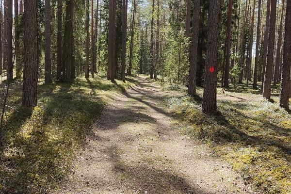 RMK Laari metsanduslik õpperada