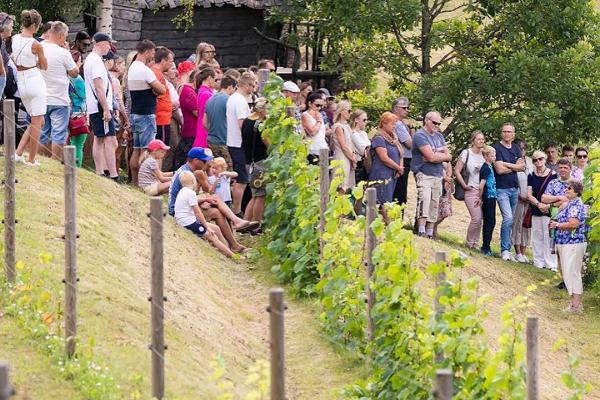 Visit to the Murimäe Wine Cellar and Vineyard