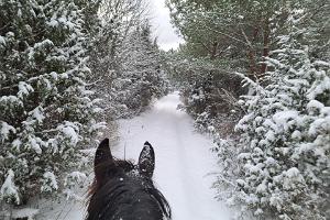Mit einem Pferd auf einem Winterwaldweg