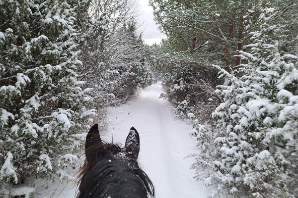 Med häst på en vintrig skogsväg
