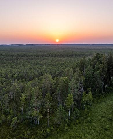 Nature Tours Estonia rabamatk ja ööbimine metsikul rabasaarel