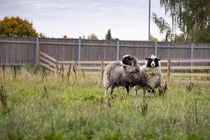 Pildil Eesti Põllumajandusmuuseumi lambad