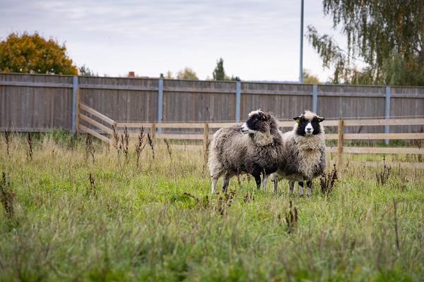 Estonian Agricultural Museum