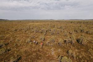 "Nature Tours Estonia" pārgājiens purvā un nakšņošana uz purva saliņas