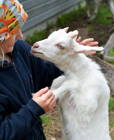 Husdjur på Tipu naturskola