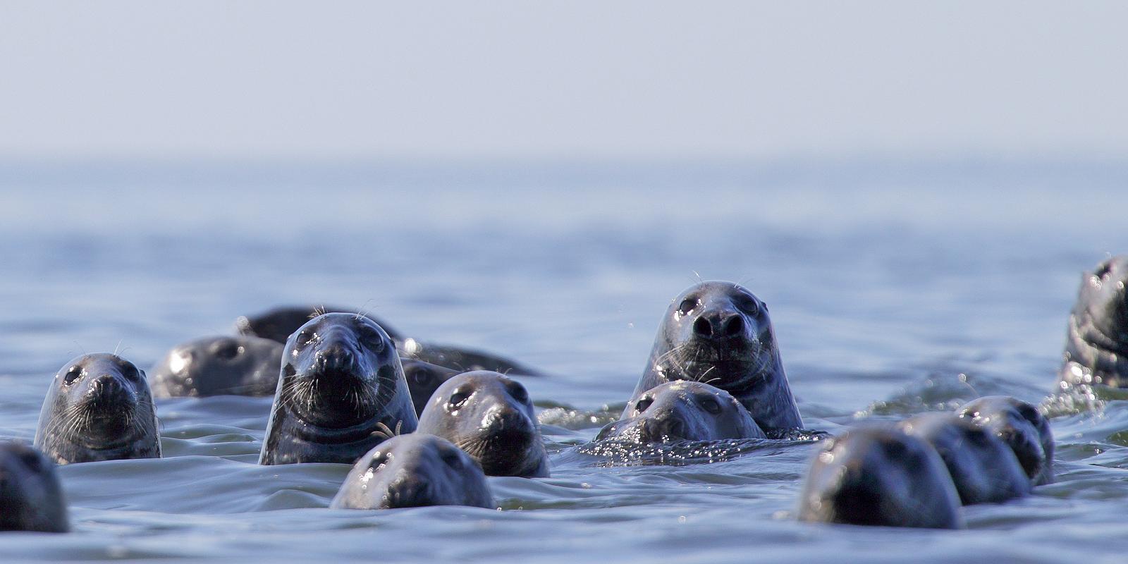 Каспийское море животный мир