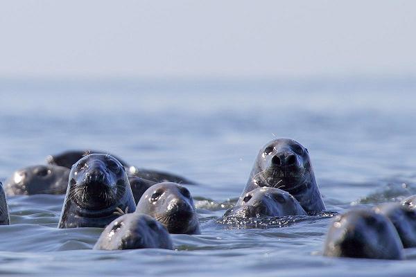 Регулярные походы для наблюдения за тюленями в архипелаге залива Колга