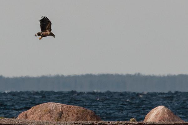 Regular Seal Observation Trips among the Islands of Kolga Bay