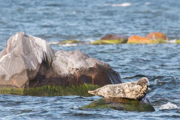 Регулярные походы для наблюдения за тюленями в архипелаге залива Колга