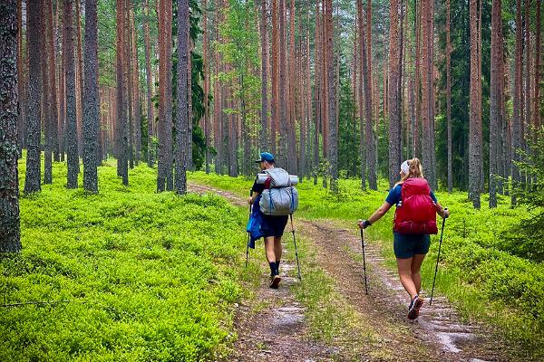 A man and a woman hiking through a pine forest, looking at the green blueberry bushes