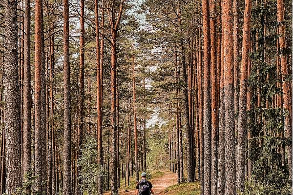 A solo hiker on a forest road