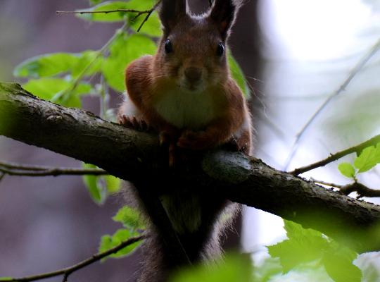 Birdwatching in Põlva County with a guide