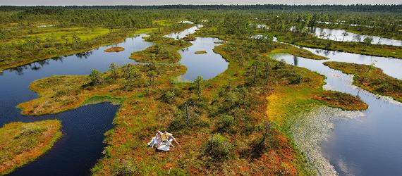 エストニアのボグ（湿原）を訪ねる：旅行者向け完全ガイド