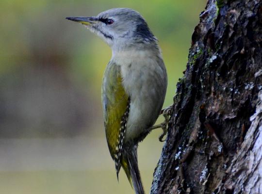 Наблюдение за птицами в юго-восточной Эстонии с "Loodustaju" 