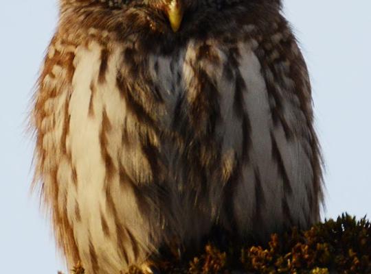 Наблюдение за птицами в юго-восточной Эстонии с "Loodustaju" 