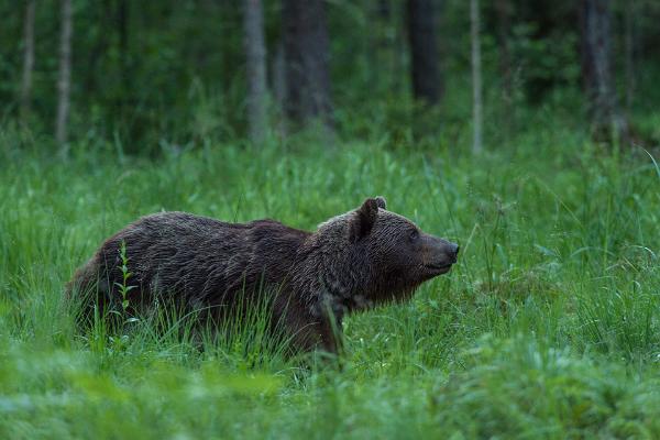 Brown Bear