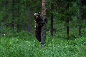 Bear in Estonia